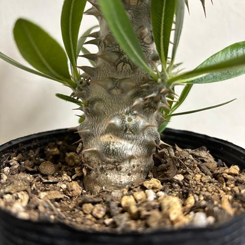 パキポディウム デンシフローラム 3.5号 塊根植物 コーデックス 現品株