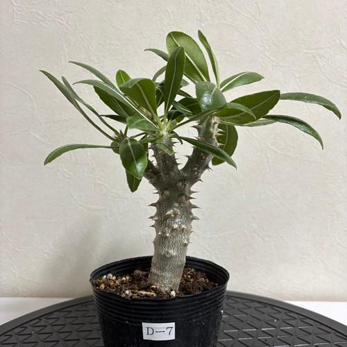 現品株D-7】パキポディウム デンシフローラム 3.5号ポット苗