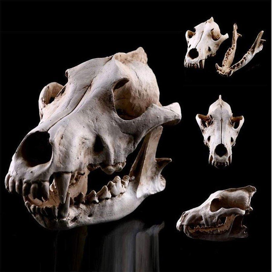 骨標本模型骨格頭蓋骨狼ドクロ骸骨スカル髑髏動物オブジェ置物レプリカインテリア｜sg-k｜02