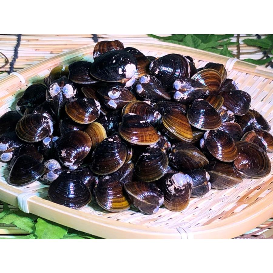 しじみ 砂出し済み 簡単調理 網走湖産 しじみ 1kg 冷凍 砂出し済み Sijimi 魚の椎野商店 通販 Yahoo ショッピング