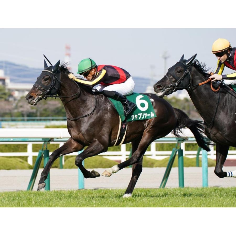 ⑨◆　競馬　JRA　◆　シャフリヤール　◆　日本ダービー　◆　優勝記念シャツ　◆ シャフリヤール ぬいぐるみ Mサイズ アイドルホース 第88回日本