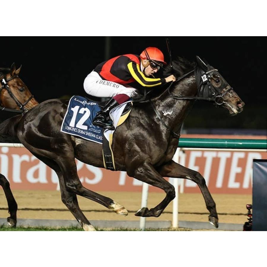 ◆　競馬　JRA　◆　シャフリヤール　◆　日本ダービー　◆　数量限定シャツ　◆ ◇ 競馬 JRA ◇ シャフリヤール ◇ 日本ダービー ◇数量限定