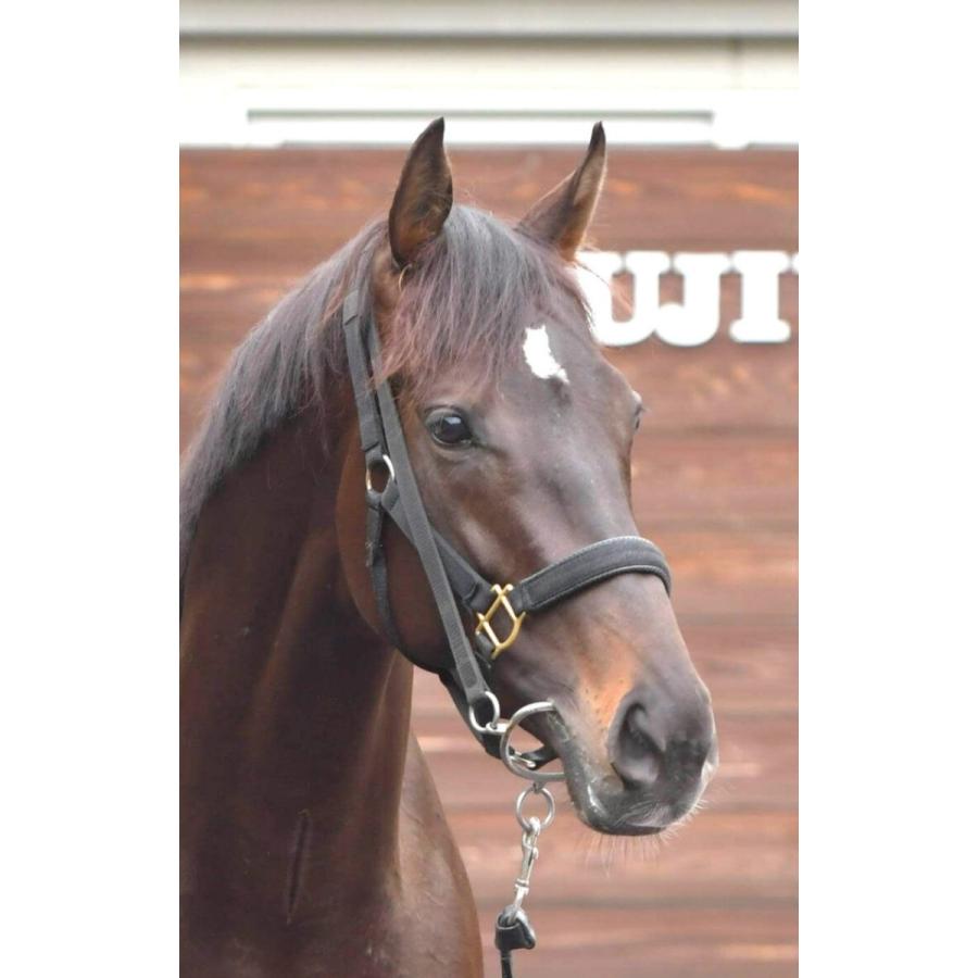 アイドルホース　スペシャルウィーク第65回日本ダービーぬいぐるみ アイドルホース スペシャルウィーク第65回日本ダービー