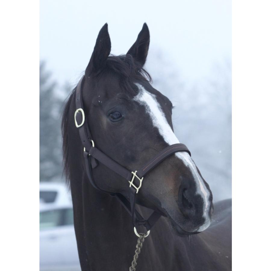 リスグラシュー（有馬記念）　ぬいぐるみ　Sサイズ競馬 リスグラシュー ぬいぐるみ Sサイズ アイドルホース 第64回有馬記念