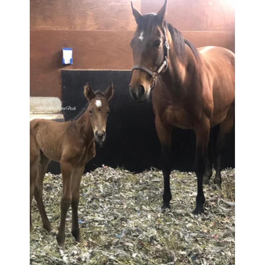 アーモンドアイ（9冠メモリアル） ぬいぐるみ Mサイズ アイドルホース