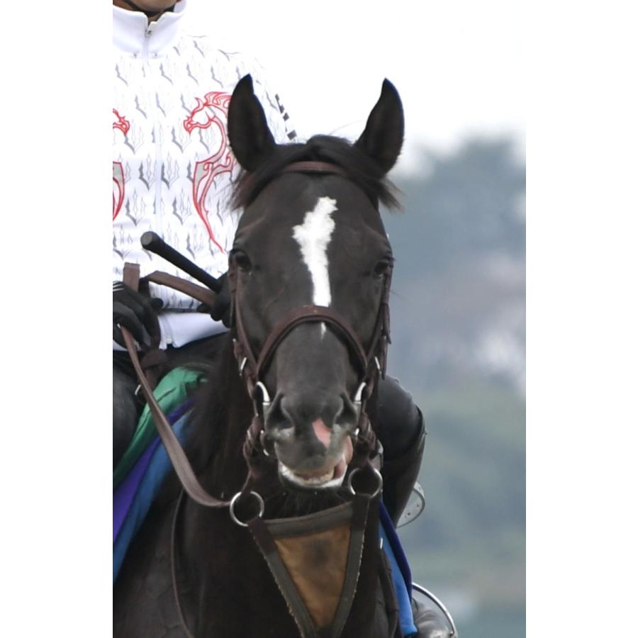 グローリーヴェイズ ぬいぐるみ Mサイズ 競馬 アイドルホース 21年香港