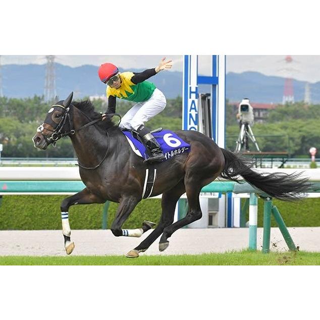 タイトルホルダー ぬいぐるみ Sサイズ 競馬 アイドルホース 第63 タイトルホルダー ぬいぐるみ Sサイズ 競馬 アイドルホース 第63