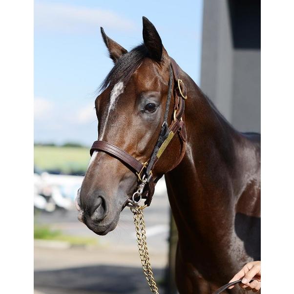 タイトルホルダー ぬいぐるみ Sサイズ 競馬 アイドルホース 第63 タイトルホルダー ぬいぐるみ Sサイズ 競馬 アイドルホース 第63