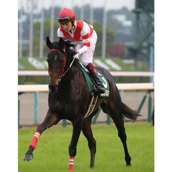 ヨカヨカ ぬいぐるみ Mサイズ 競馬 アイドルホース 21年北九州記念優勝