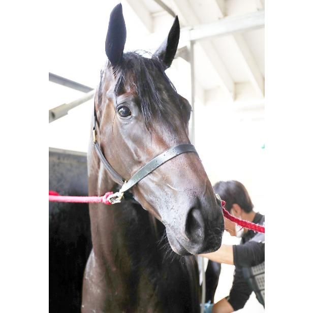 ヨカヨカ ぬいぐるみ Mサイズ 競馬 アイドルホース 21年北九州記念優勝