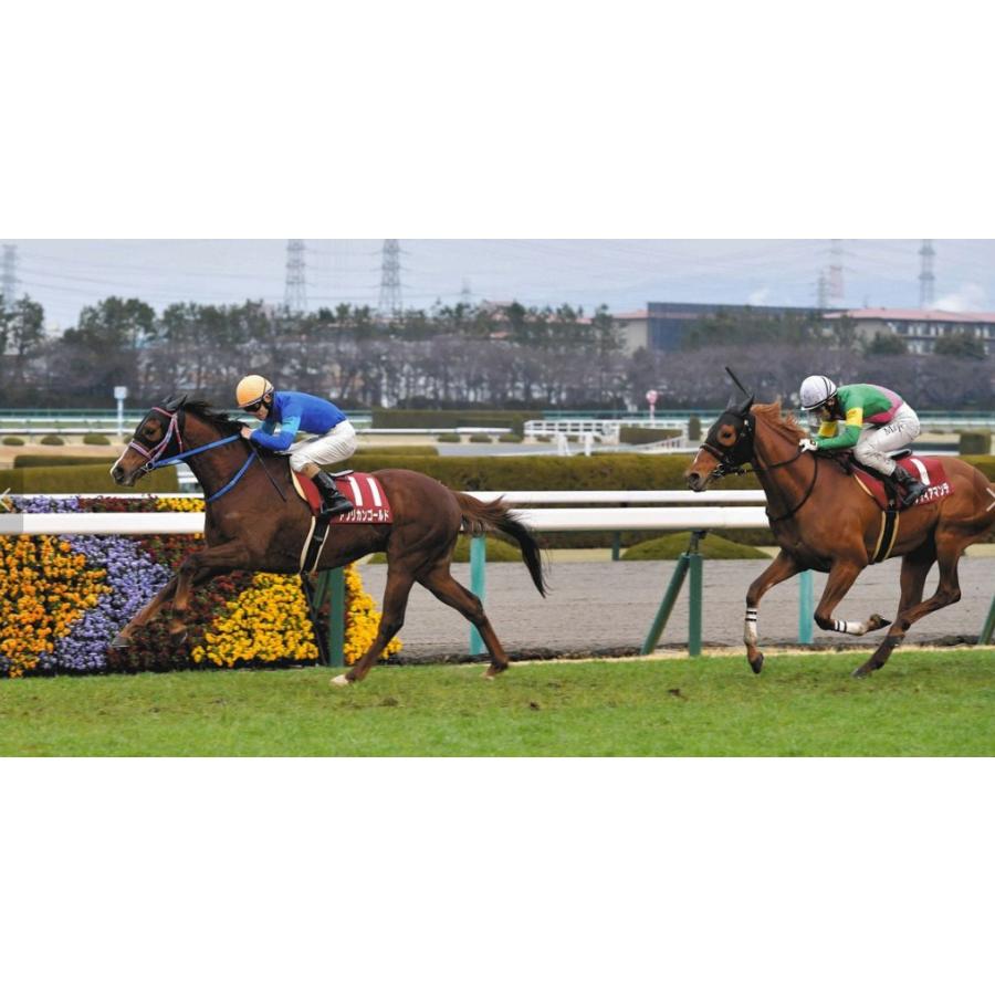 アフリカンゴールド ぬいぐるみ Mサイズ アイドルホース 競馬グッズ 22