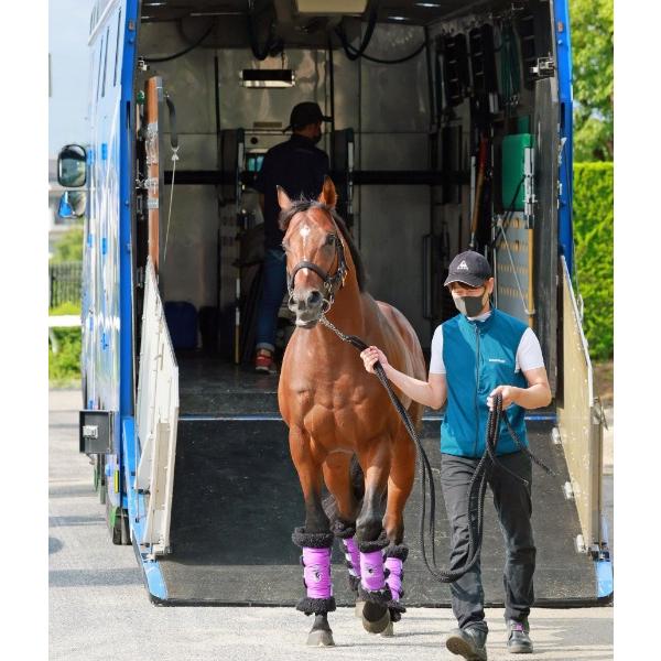 ドウデュース　有馬記念Ver！ ぬいぐるみ　Sサイズ！　競馬　アイドルホース　第68回有馬記念優勝記念｜shalanokionline｜08