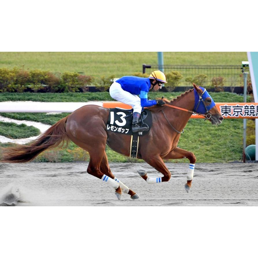 競馬　アイドルホース　モーリス　チャンピオンズマイル　Mサイズ 競馬 アイドルホース モーリス チャンピオンズマイル Mサイズ