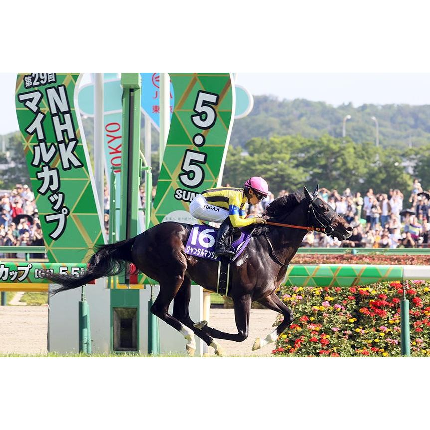 ジャンタルマンタル ぬいぐるみ Mサイズ アイドルホース 競馬 ジャンタルマンタル ぬいぐるみ Mサイズ アイドルホース 競馬