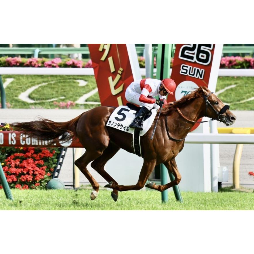 ダノンデサイル ぬいぐるみ Sサイズ アイドルホース 競馬グッズ ダノンデサイル ぬいぐるみ Sサイズ アイドルホース 競馬グッズ
