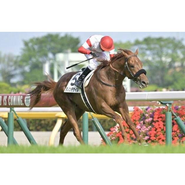 ダノンデサイル ぬいぐるみ Sサイズ アイドルホース 競馬グッズ ダノンデサイル ぬいぐるみ Sサイズ アイドルホース 競馬グッズ