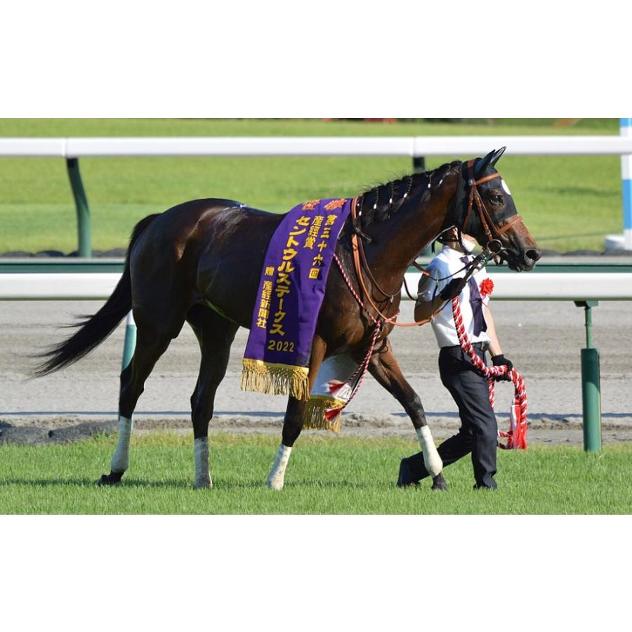 メイケイエール ぬいぐるみ Sサイズ 競馬 アイドルホース 第40回 メイケイエール ぬいぐるみ Sサイズ 競馬 アイドルホース 第40回