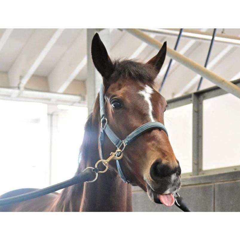 メイケイエール ぬいぐるみ Sサイズ 競馬 アイドルホース 第40回 メイケイエール ぬいぐるみ Sサイズ 競馬 アイドルホース 第40回