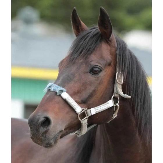 トウカイテイオー ぬいぐるみ Mサイズ 競馬 アイドルホース 第58回日本
