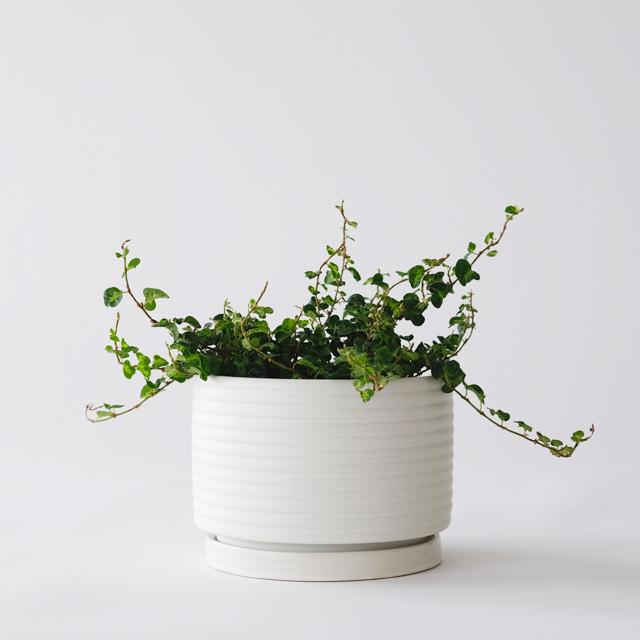AALTO【 short 】15cm×10cm 植木鉢 受皿付 5号 シンプル グリーン