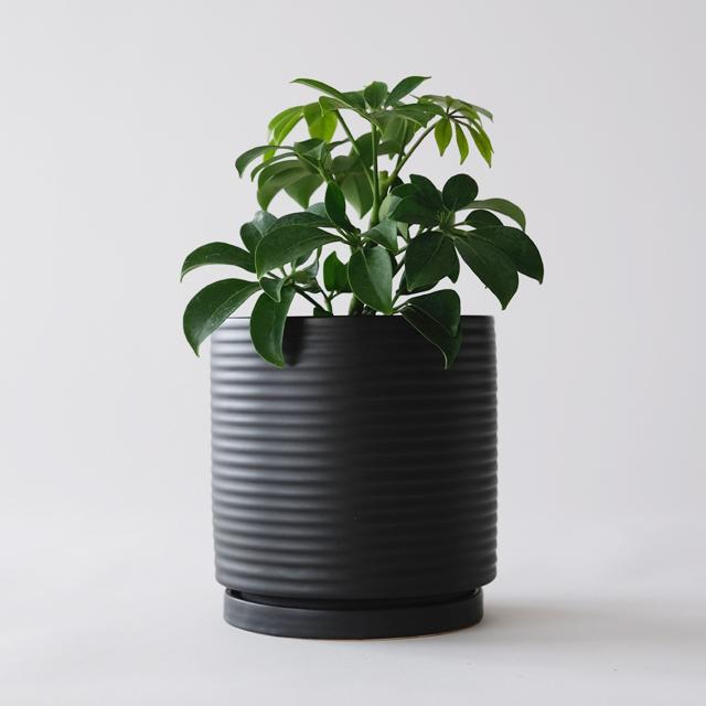 AALTO【 tall 】15cm×15cm 植木鉢 受皿付 5号 シンプル グリーン