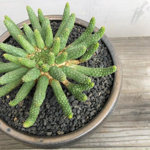 KAMIYAMA【金彩浅鉢 -L- 】SHALLOW POT 21cm×9.5cm かみ山陶器 植木鉢