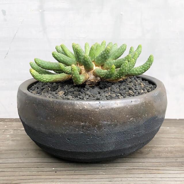 KAMIYAMA【金彩浅鉢 -L- 】SHALLOW POT 21cm×9.5cm かみ山陶器 植木鉢