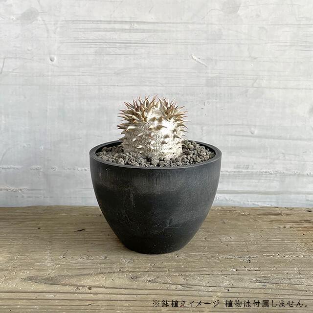 BLACK PLASTIC POT【BOWL TYPE】9cm×6.5cm 黒 プラ鉢 3号 植木鉢 ブラックポット おしゃれ かっこいい 厚い 尻丸 ボウル 丸い 小さい marvista greenship｜shallowplants｜06