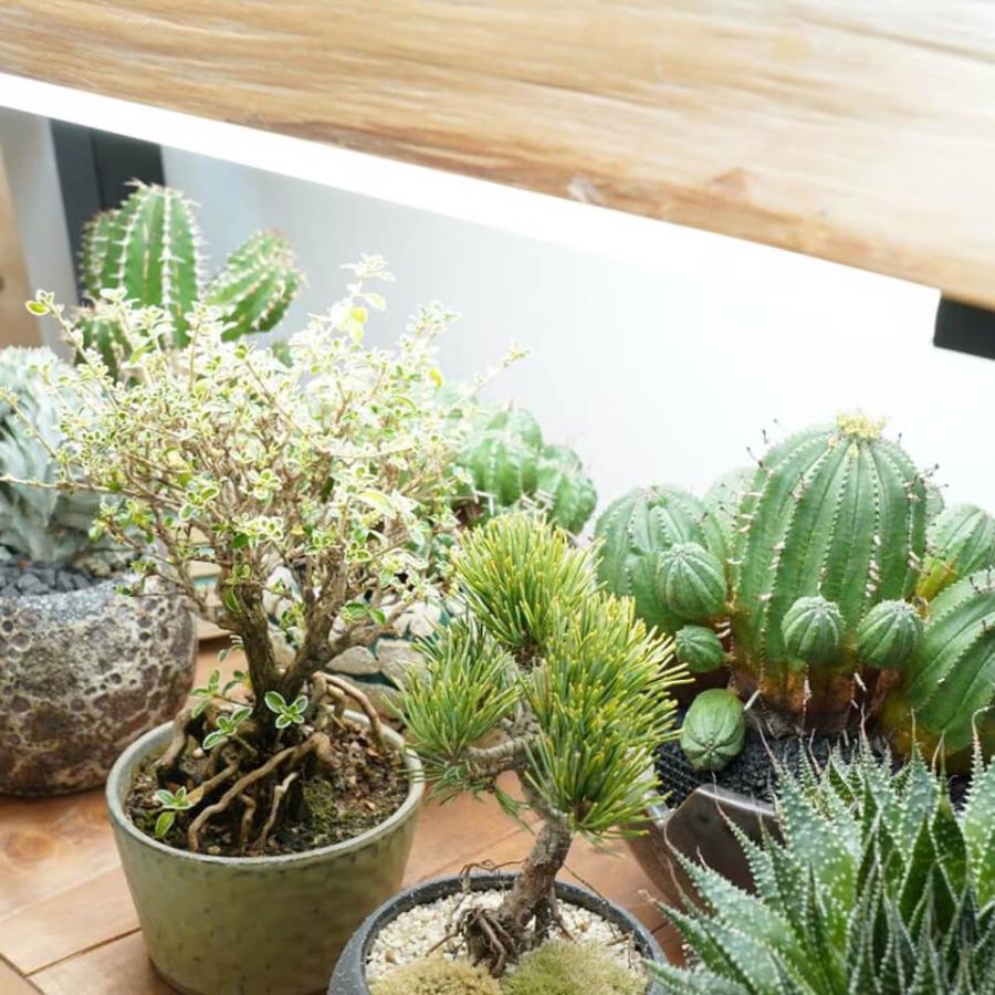 SHELF GROW SLIM【BARREL】連結できる植物育成LEDライト 棚取り付け型