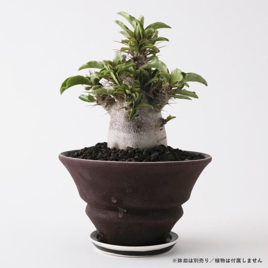 HINOKI【 TAPER 】BROWN Φ16cm×H9.3cm 5号 植木鉢 美濃焼 陶磁器 梅花