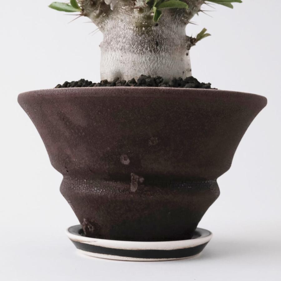 HINOKI【 TAPER 】BROWN Φ16cm×H9.3cm 5号 植木鉢 美濃焼 陶磁器 梅花