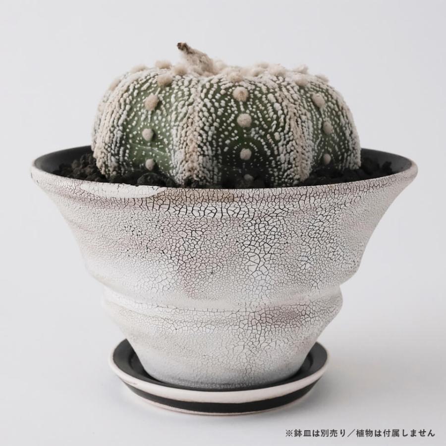 HINOKI【 TAPER 】WHITE Φ16cm×H9.3cm 5号 植木鉢 美濃焼 陶磁器 梅花