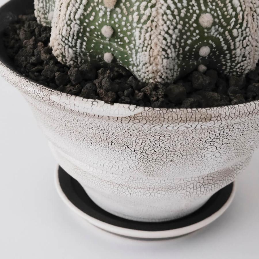 HINOKI【 TAPER 】WHITE Φ16cm×H9.3cm 5号 植木鉢 美濃焼 陶磁器 梅花