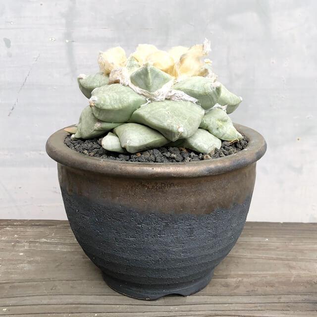 KAMIYAMA【金彩中深 -L-】ROUND POT 17cm×11.5cm 5号 かみ山陶器