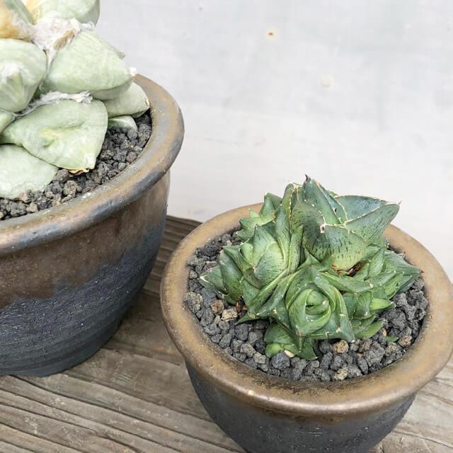 KAMIYAMA【金彩中深 -L-】ROUND POT 17cm×11.5cm 5号 かみ山陶器
