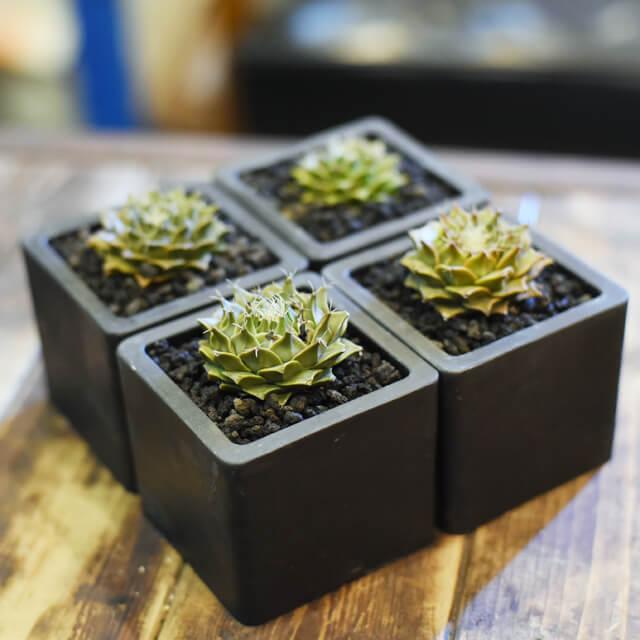 BLACK PLASTIC POT【CUBE TYPE】10cm×9cm 黒 プラ鉢 3号 植木鉢