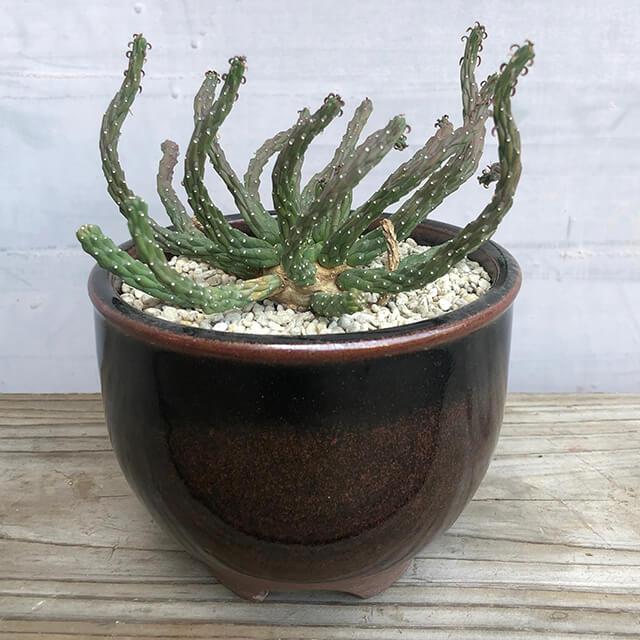 伝市鉢 コウロ型【白化粧】3.5号 植木鉢 陶器 丹波立杭焼 市野伝市窯