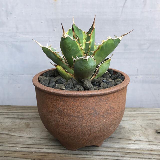 ④伝市鉢・丹波焼・市野伝市窯4点 楽天市場】【おしゃれ 植木鉢 4号】伝市鉢 コウロ型4号 / 丹波焼