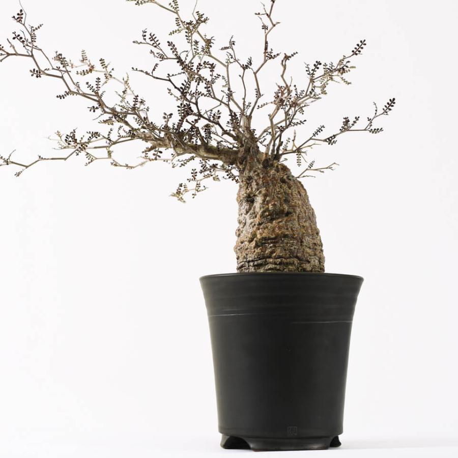 伝市鉢 シャジン型【ブラック】3.5号 Φ10.5×H12cm 植木鉢 黒 陶器 丹波