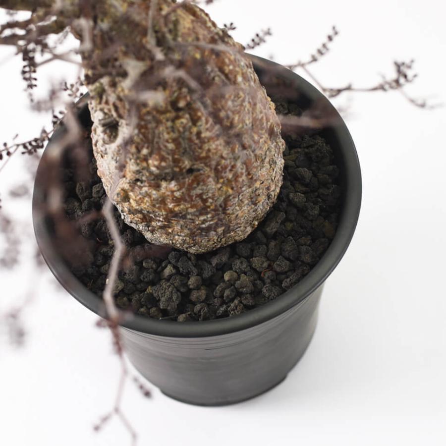 伝市鉢 シャジン型【ブラック】3.5号 Φ10.5×H12cm 植木鉢 黒 陶器 丹波