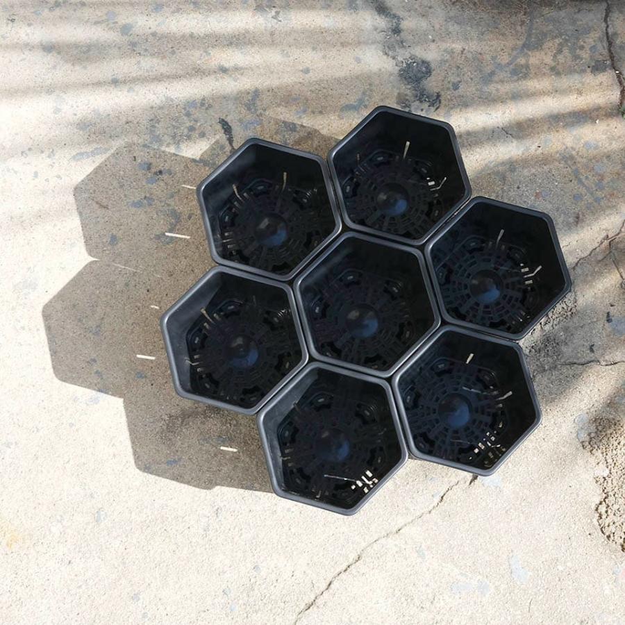 Hexa Pot 5号／植木鉢 スリット鉢 サークリング防止 通気 排水 作業