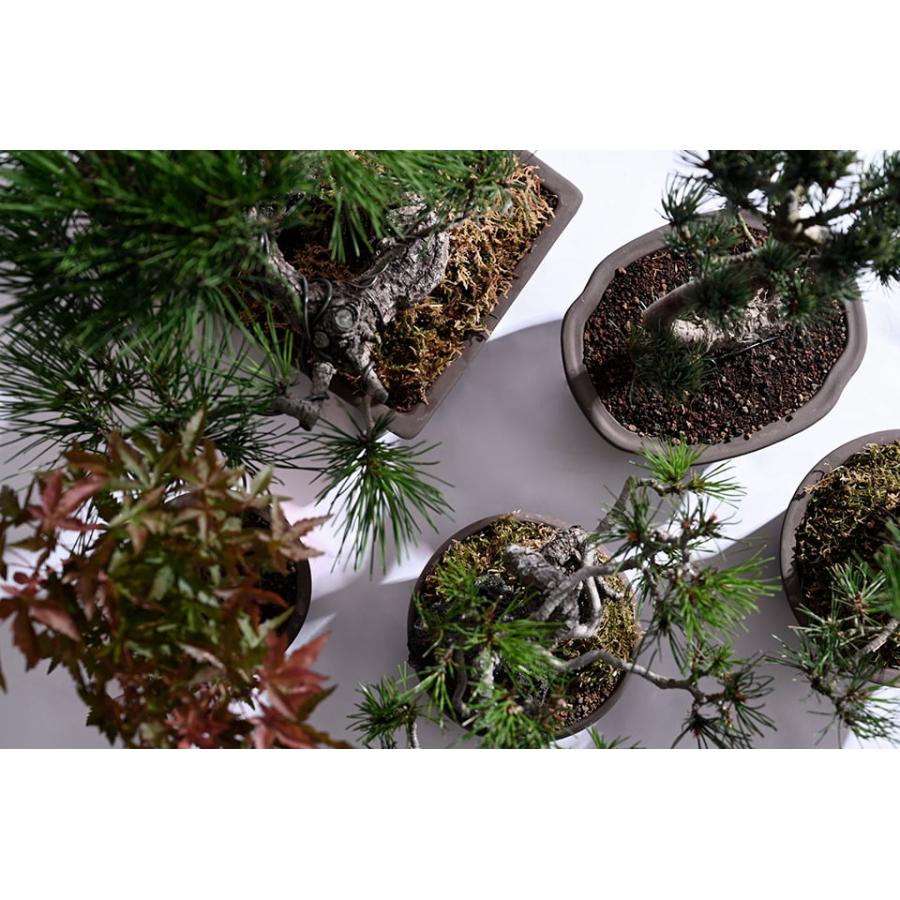 BONSAI PLANTER【 MOKKO 】 ブロンズ W17cm×H8.5cm 陶器 植木鉢 ウ泥鉢