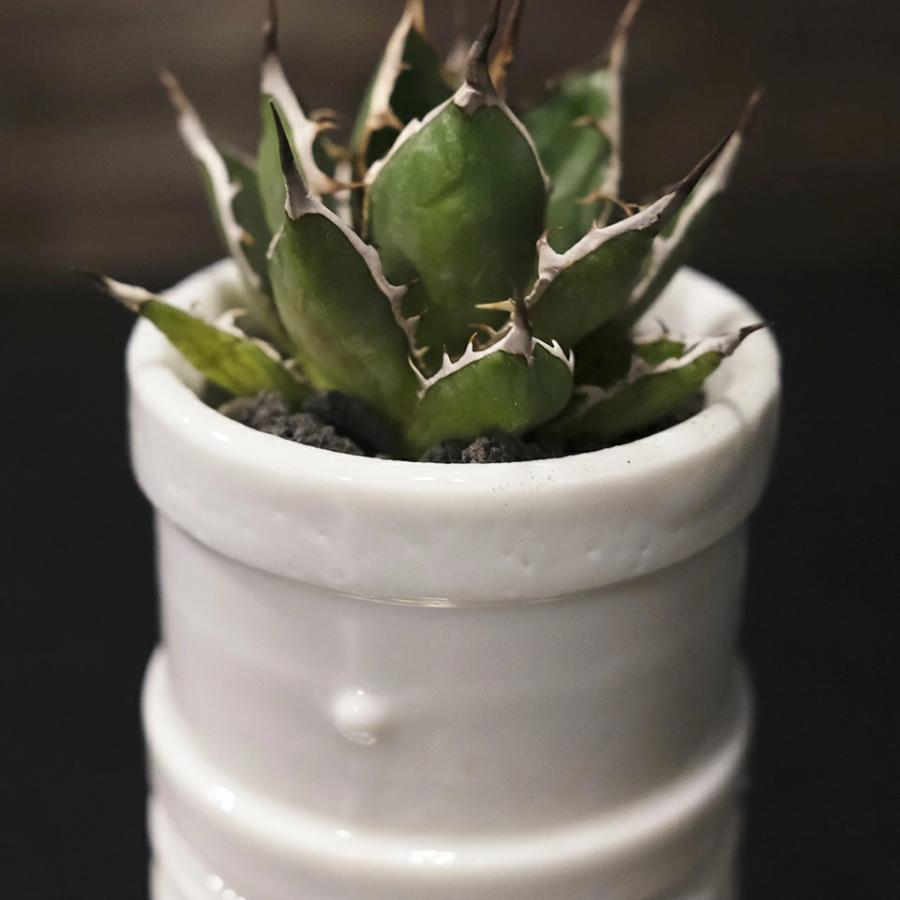 SOCKET POT ミニ 植木鉢 真鍮 受皿付 2号 2.5号 陶磁器 シンプル おしゃれ ブラス 個性的 塊根 アガベ 小さい レトロ ...