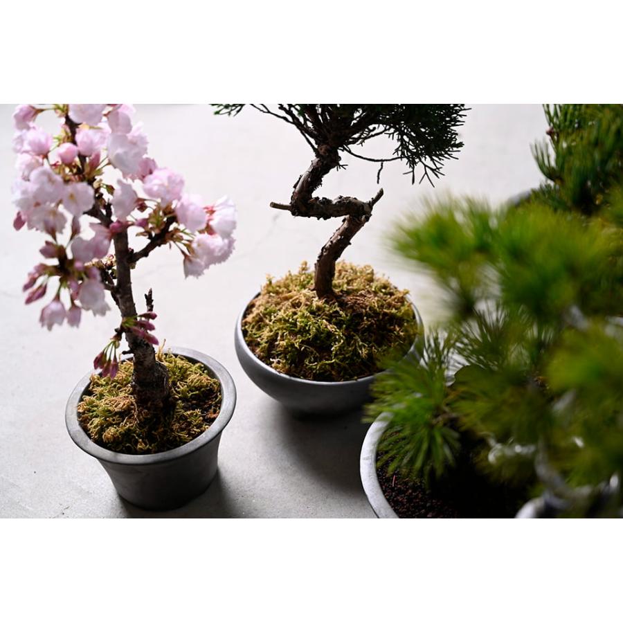 BONSAI PLANTER【 SORIGATA 】 ブロンズ Φ16.5cm×H9cm 陶器 植木鉢 ウ