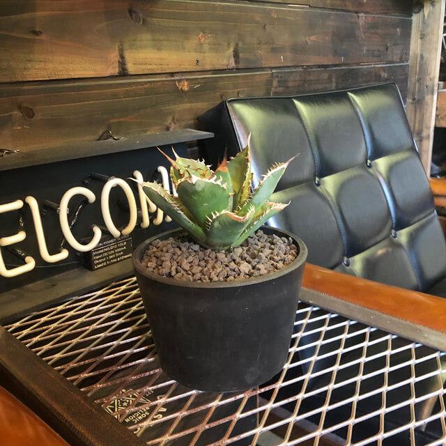 BLACK PLASTIC POT【LOW TYPE】15cm×10cm 黒 プラ鉢 5号 植木鉢