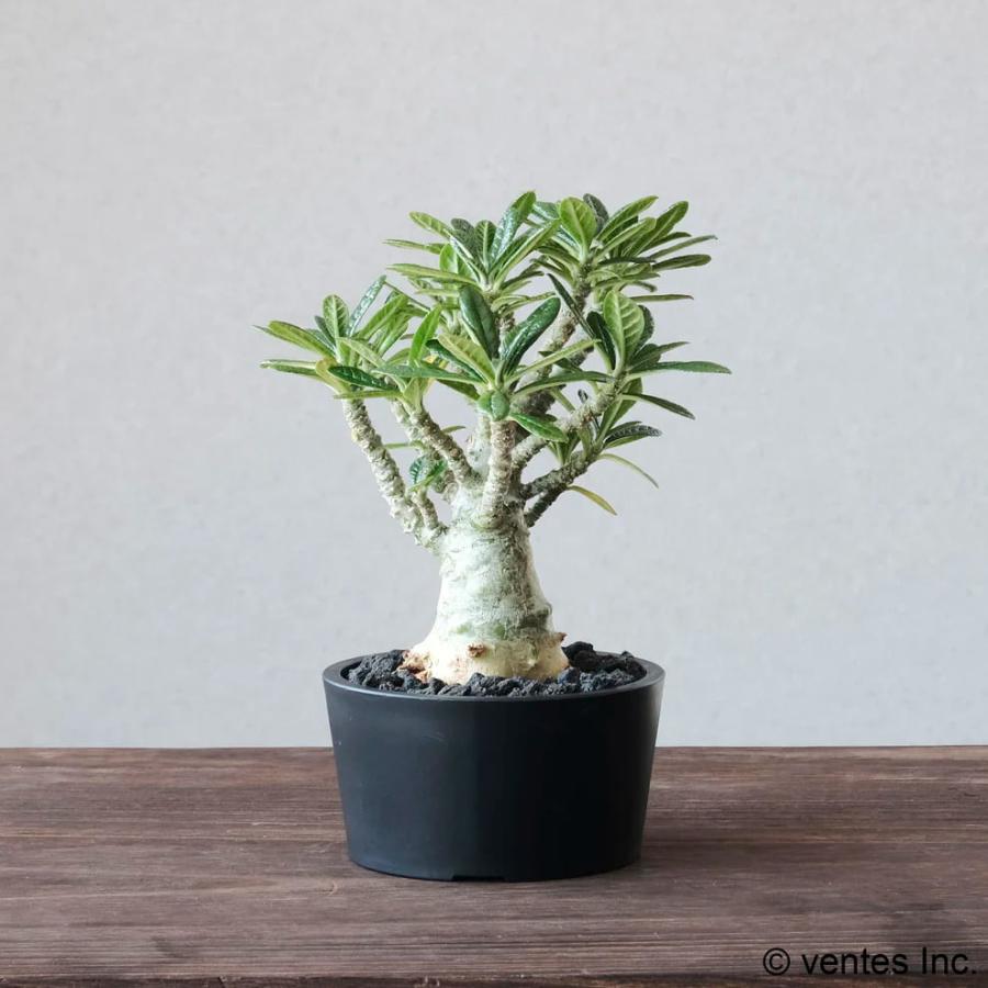 Maceta PlasticPot／BasicLow【Size4】Φ110.5mm×H59.5mm 内径99mm マセタ プラ鉢 植木鉢 黒 マット 艶消し 排水性 おしゃれ 室内 浅鉢 3.5号 実生 子株 |  | 16