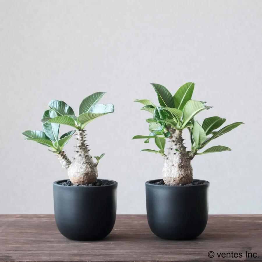 Maceta PlasticPot／BowlLong【Size6】Φ116mm×H104mm 内径104mm マセタ