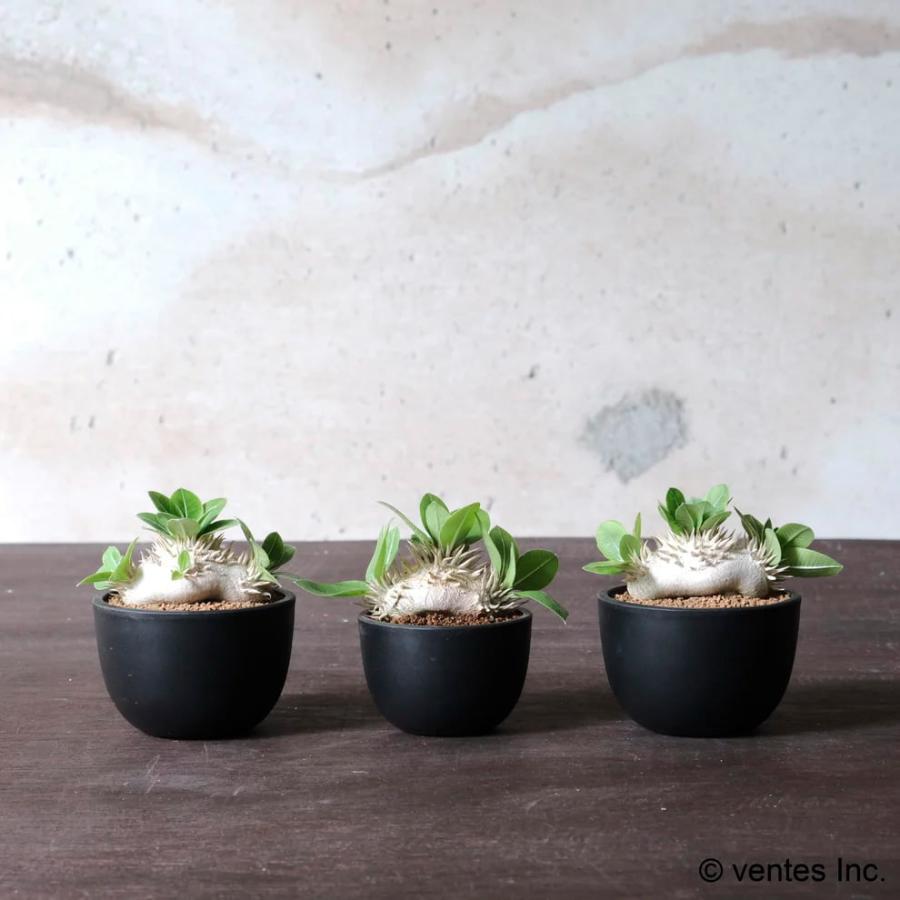 超美形。仕立てフェイジョア1.7M(鉢底から)品番C 1 フェイジョア