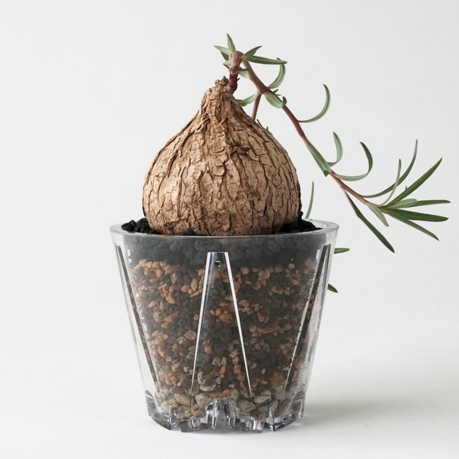 NEKKO-MIERU POT【M】4号 排水性・通気性に優れた「根が見える