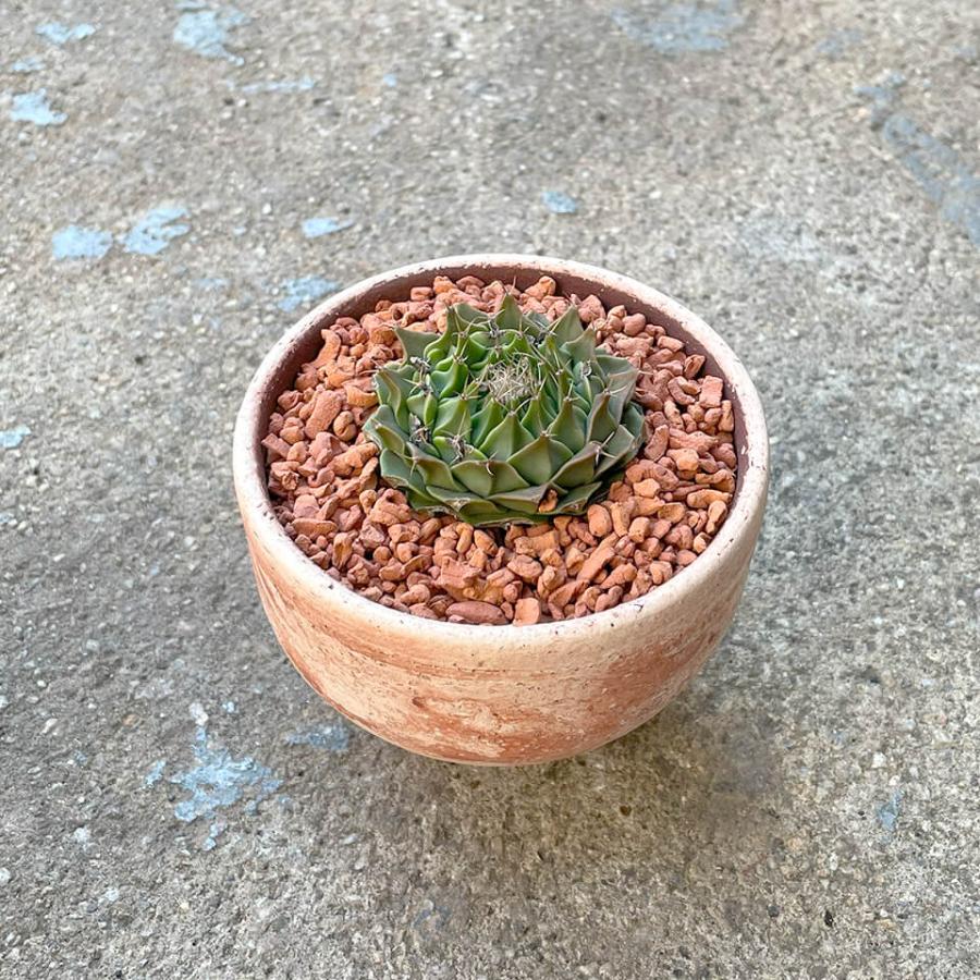 テラチップ【RED】600ml 赤焼 化粧石 化粧砂 多孔質 用土 水はけ 通気